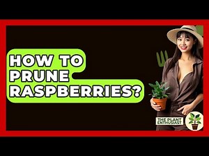 How To Prune Raspberries? - The Plant Enthusiast