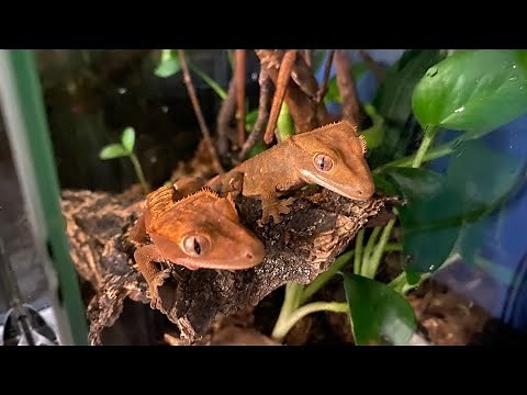 Quick & Easy 12x12x18 ExoTerra Vivarium Setup For Juvenile & Baby Crested Geckos | DIY Reptiles