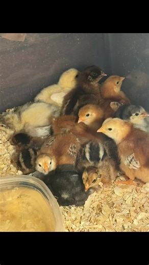 Chick Update: 10 Days Old & Growing Fast!