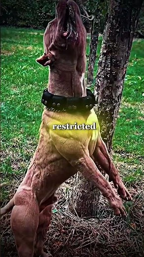 “Banned Dogs” in the USA? Here’s the Truth