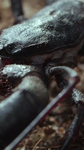 Vinegaroons Foil Their Foes With Acid | Deep Look