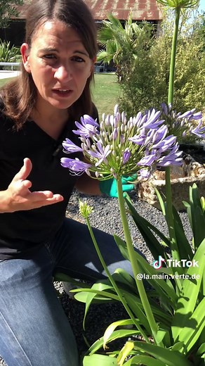 Découverte de l'Agapanthe, une fleur bleue pour le jardin