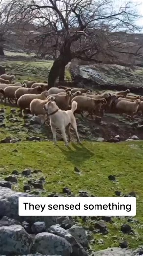 Golden Wolf on TikTok