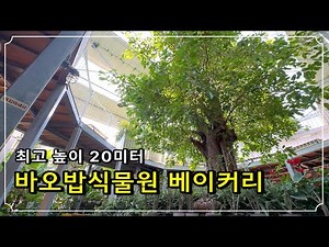 [화성카페] 겨울에 꼭 가야하는 바오밥식물원카페! /(씨랜드아님/설명란 필수참고!!) 서울근교 카페추천 이색카페 겨울여행지 당일치기 드라이브코스