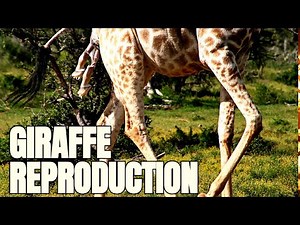 Exploring the Courtship, Mating, and Reproductive Behaviors of Giraffes #the_top_rarest #animals