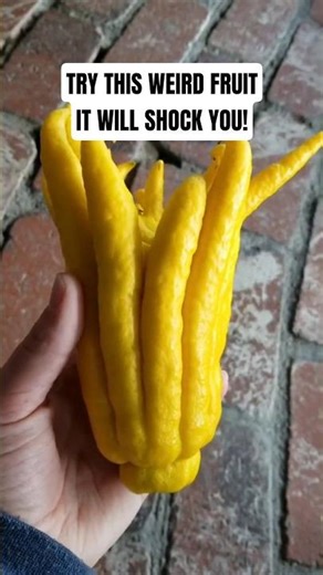 This Fruit looks like a hand...But what it does will SHOCK You! #buddhashand #weird #fruit #health