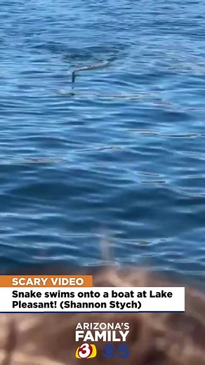 Whoa! Boaters on Lake Pleasant had quite a shock when a snake swam up to and ONTO their boat #azfamily #snake #lake