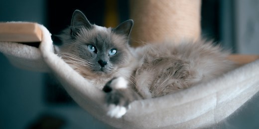 Seven Cat Breeds That Are Totally Clingy