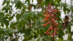 1.4K views · 51 reactions | Virginia bluebells, woodland phlox and prairie trillium... these are just some of the vibrant flowers you can expect to see around Tennessee as spring arrives. Name a favorite flower found in Tennessee that rivals these in beauty or ecological importance. | Tennessee State Parks | Facebook