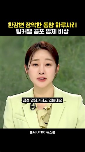 한강변 장악한 동양 하루사리 팅커벨 공포 방제 비상