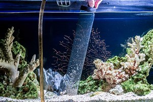 How To Remove Silicates From Aquarium Water (Guide)