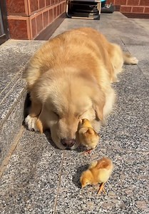 Dog and his feathery friends soaking up the sun! | MetDaan Fitness