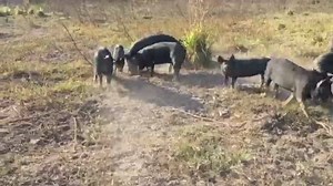 Recycling pumpkins - no food waste here. Thanks to our fellow farmer Dave Hunter our pigs enjoy a special treat today. | Freckle Farm