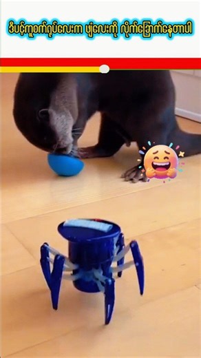 12K views · 105 reactions | ဖျံလေးကို လိုက်စရင်း လိုက်ခြောက်နေခဲ့တဲ့ ပင့်ကူစက်ရုပ်ကြီး ... A robot spider chasing a drone — just for fun 烙️ #Robot #Technology #AI #Fun #Future | Creative Vlogs | Facebook