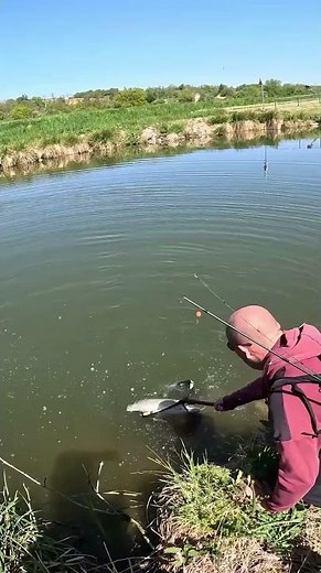 HUGE ZANDER ON LIVE BAIT !!! #fishing #fish