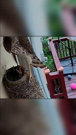 Roof Nest Wasn’t Safe: Hawk Takes a Chick