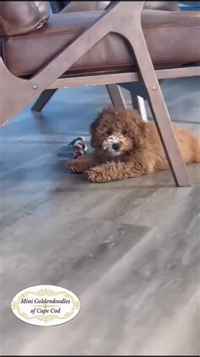 13 reactions | This sweetness is unreal with Ruby. ✨ Mini...