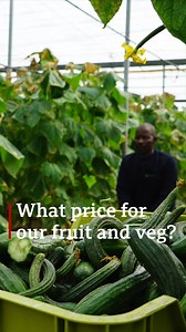 1.5M views · 12K reactions | "If you want to work like a slave, there's work." The BBC investigates allegations of exploitation in Spain's fruit and vegetable growing region Almeria - which supplies many of Europe's supermarkets. bbc.in/3am9UV0 | BBC News | Facebook
