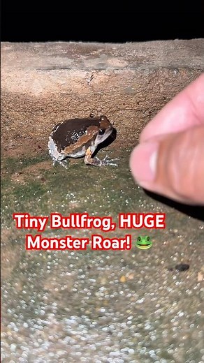 Tiny Bullfrog, HUGE Monster Roar! 🐸 #froglife #frog #bullfrog #wildlifeentertainment