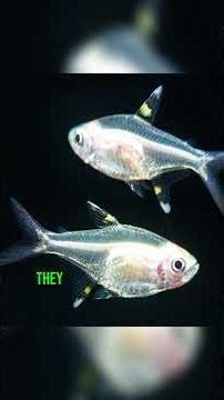 The Fish You Can See Through 👀🐟-- X-Ray Tetra