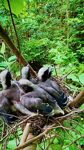 189K views · 838 reactions | Magpie bird #African_desert_warbler...