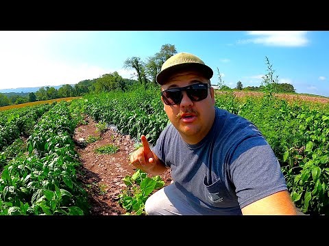 DOING THIS 1 THING GIVES US A BETTER HARVEST