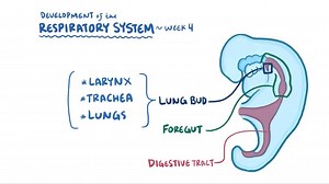 Video: Development of the respiratory system - Video Explanation! | Osmosis | Osmosis