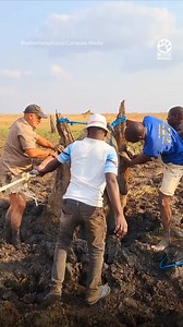 1.2M views · 34K reactions | Baby Elephant Stuck Between Tree Trunks | Pet World | Facebook
