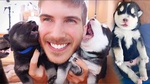 My 2 Week Old Husky Puppies being Adorable for 10 Minutes | Joey Graceffa