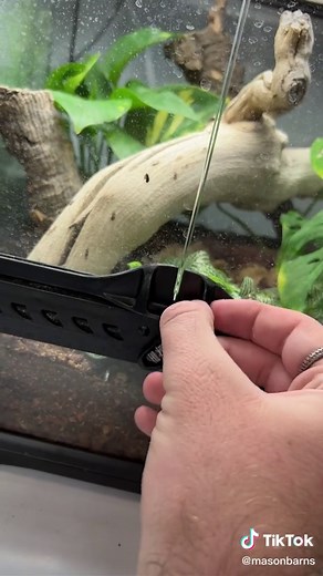 How I feed my RARE tiny geckos?! 🦎