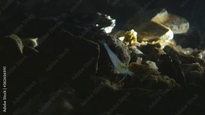 Ancient aquatic invertebrate in its underground cave habitat. Postojna Cave, Slovenia