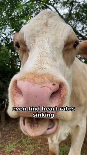 Cows Have Best Friends: The Bovine Buddy System