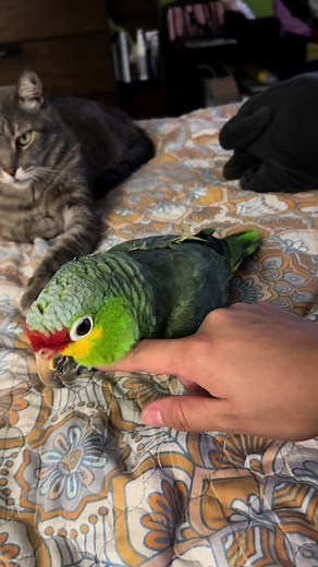 Adorable Parrot Video Compilation 🥰