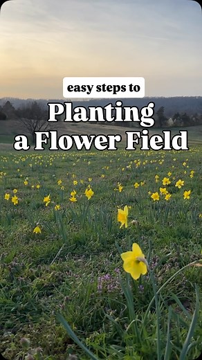 21K views · 29K reactions | Comment bulb and I’ll send you a link where you can grab some bulbs to plant this fall, and also my garden auger! | Hey Honeysuckle | Facebook