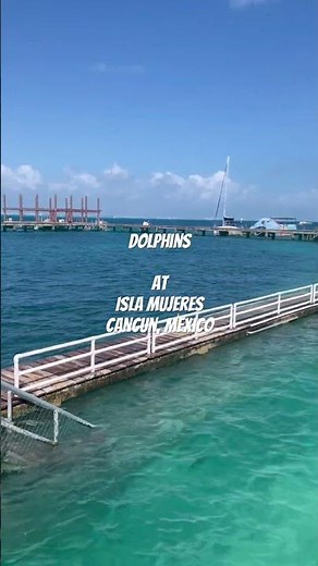 Dolphins at Isla Mujeres #travel #cancun #dolphin #btsswim