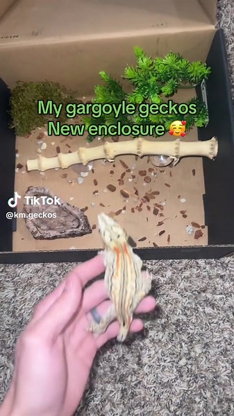 Its just a prank 🦎 #gargoyle #gargoylegecko #gecko #enclosure #gargoylesetup #itsjustaprankbro #foryoupage #fyp #geckos #geckosoftiktok