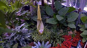 5K views · 182 reactions | This year's corpse flower bloom was yet another spectacular display of what the world's largest inflorescence—Amorphophallus titanum—can do. Check out this time lapse to see how the scene played out in our Haupt Conservatory. #plantlove | New York Botanical Garden | Facebook