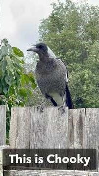 How do Magpies learn to sing?