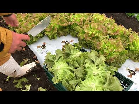 Sunny lettuce and green curl harvest has begun 20/10/17