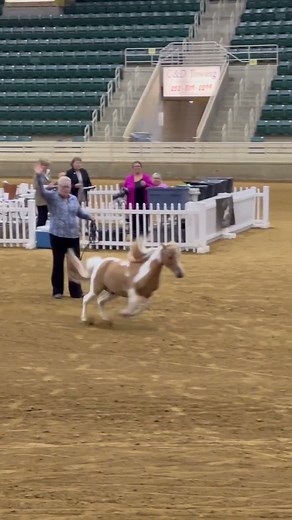 East Coast Miniature Horse Club Show - Liberty Class