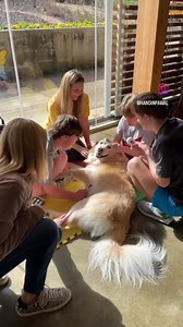 Today, the Louis Pizitz Middle School Life Skills Class came to Hand in Paw for a special field trip! 🚌🐾 During their visit, the exceptional students got to take turns participating in different engaging activities with the therapy dogs. Some of the activities included story time with the Sophie, dress up with Fern, and brush time with Abby. At the end of the field trip, the students received a special HIP swag bag as a way to remember their time with our Therapy Teams! WVTM 13 was also here t