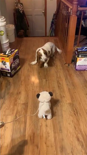 Flash Meets Robo Pup #shorts #short #shortvideo