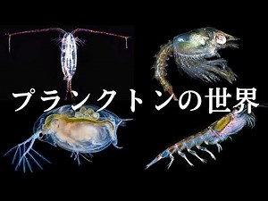 夜の海でプランクトンを大量捕獲！光学顕微鏡＋iPhoneで撮影してみた！