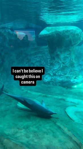 big man ting on Instagram: "Dolphins are so smart 🤯 Watch our latest YouTube video 🎥 link in bio!"