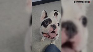 Video: Shelter touts 'demon, devil dog' up for adoption