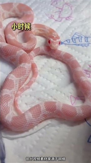 Cute Babies to Handsome Adults: Top 5 Adorable Snakes