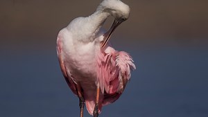 Wading birds that call Southwest Florida home