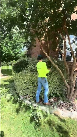 Over grown bush pruning #timelapse #landscape #worship