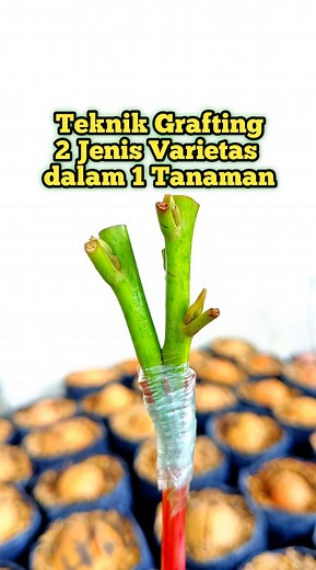 39K views · 477 reactions | Grafting Technique of Two Varieties on One Plant Stem  This technique is also known as multi-variety grafting, which is a method of joining two different plant varieties onto a single rootstock. The goal is for one tree to produce two types of fruits or different varieties at the same time. #MultiVarietyGrafting #DoubleVarietyGraft #OneTreeTwoFruits #GraftingTechnique #ReelsMonetization #EarnOnFacebook | Adhy Grafting | Facebook