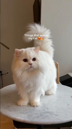 Shiny Pet से Persian Cat की Hair Growth बढ़ाए #animals #persiancat #catsupllement #animals